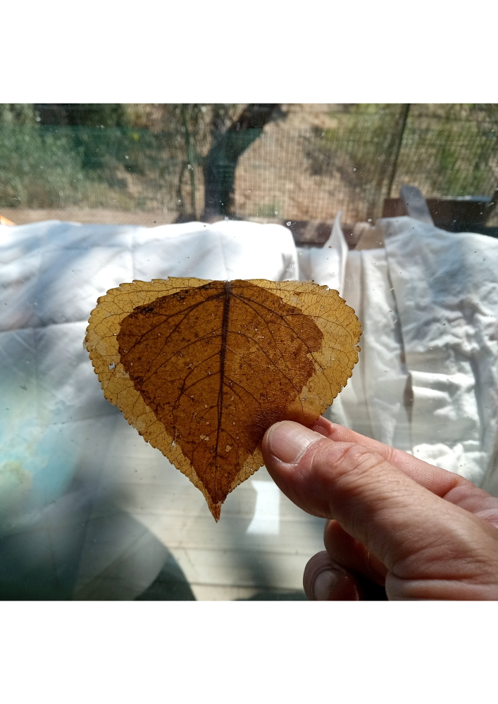 Atelier création de cerf-volant en papier végétal