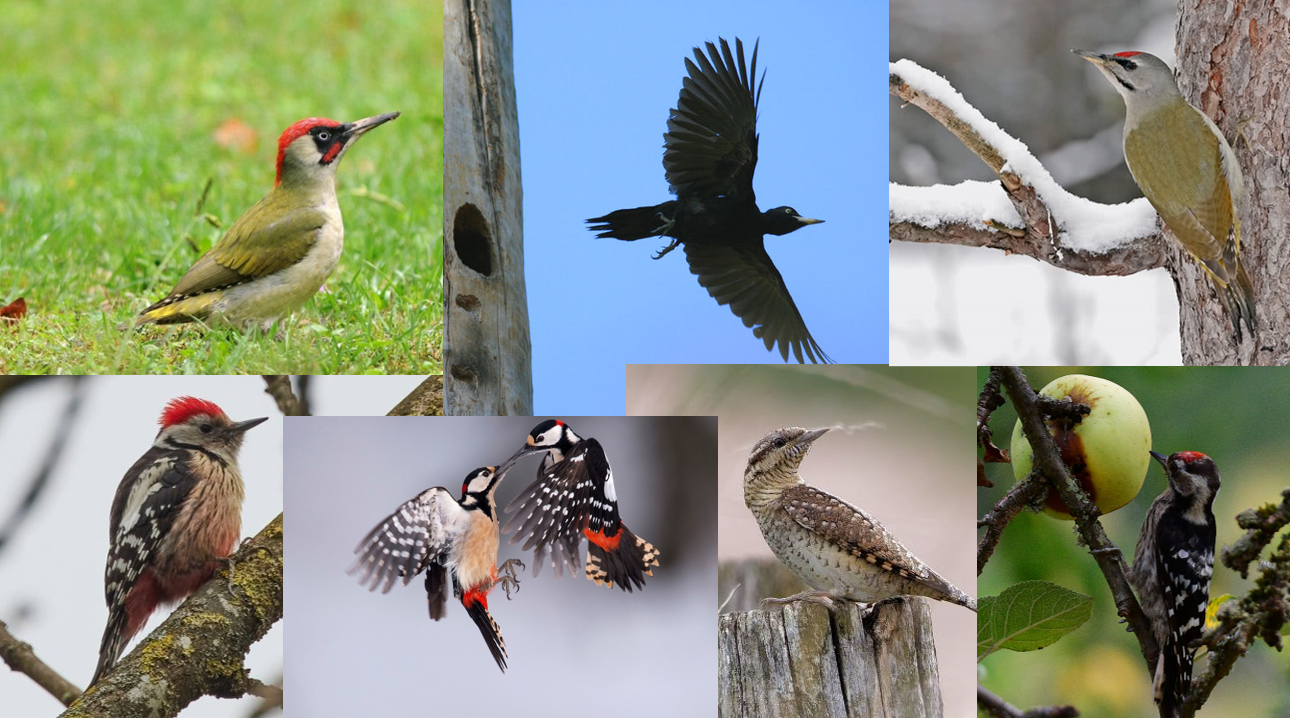 les picidés d'Auvergne