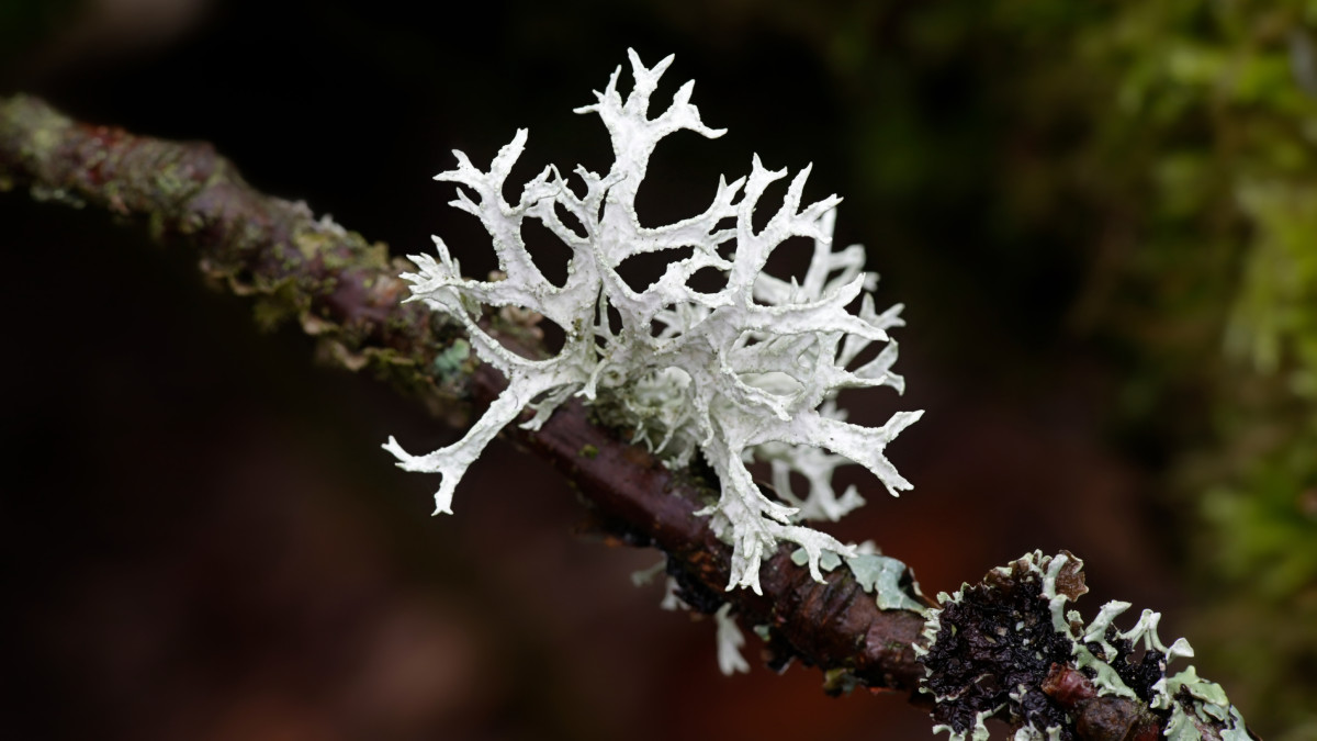 sortie lichens
